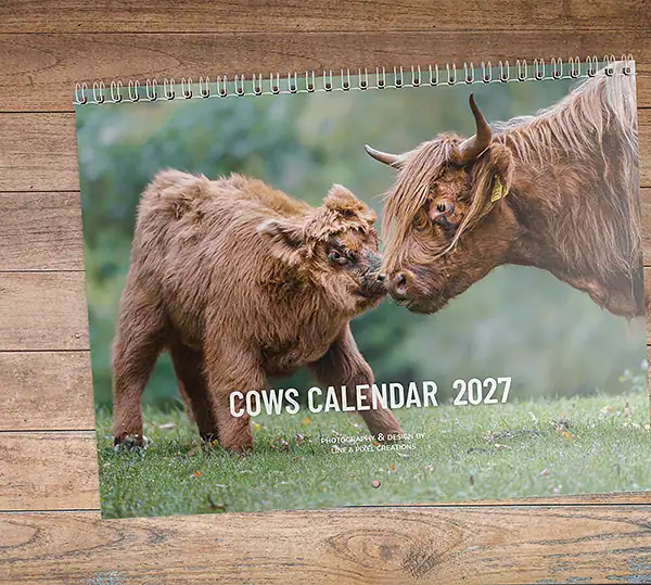 Voorpagina van de Cow Photo Wall Calendar 2027 met een hooglandvarken en zijn kalf.