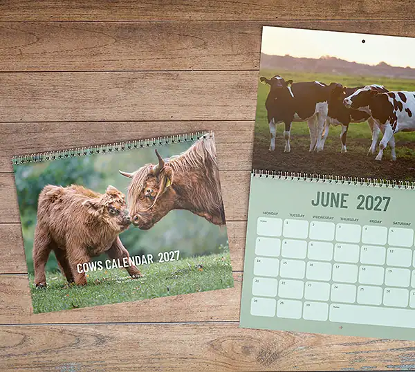 Cow Photo Wall Calendar 2027 met de cover en de juni-pagina erbij.