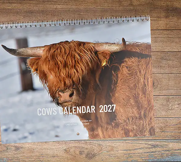 Front cover of the Cows 2027 photo wall calendar featuring a Highland cow in a snowy landscape.