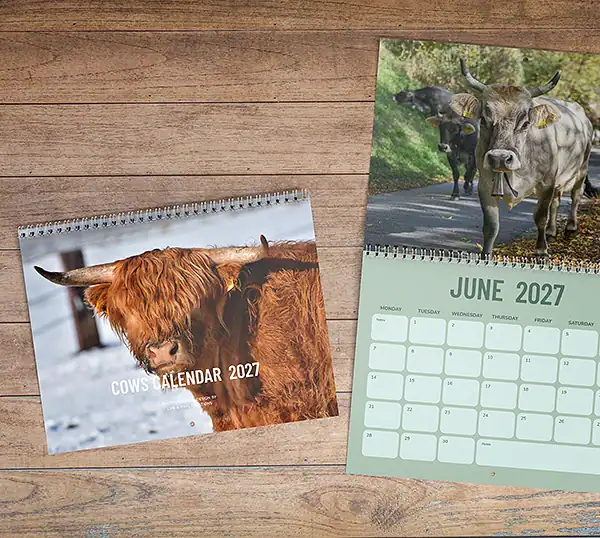 Koeien 2027 fotokalender met de cover en de juni-pagina erbij.