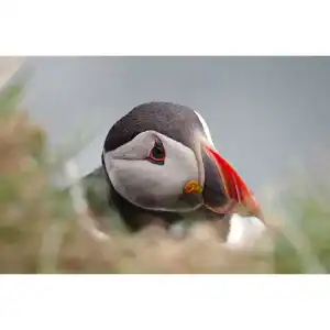 Puffen In The Grass – Iceland