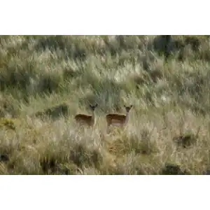 Quiet Encounter – Netherlands