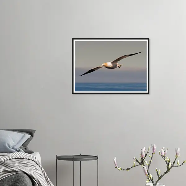 Northern Gannet in Flight – Iceland 2022