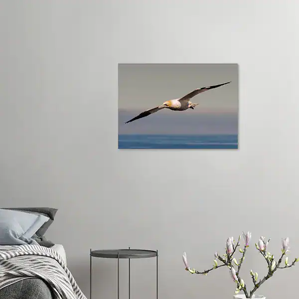 Northern Gannet in Flight – Iceland 2022