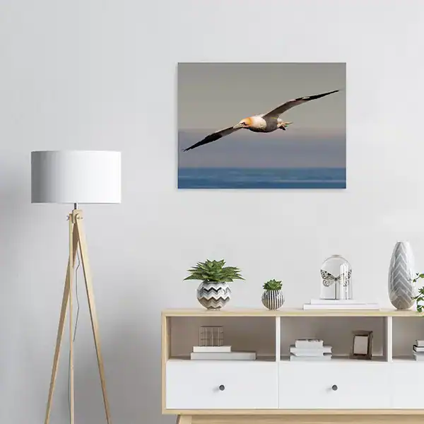 Northern Gannet in Flight – Iceland 2022