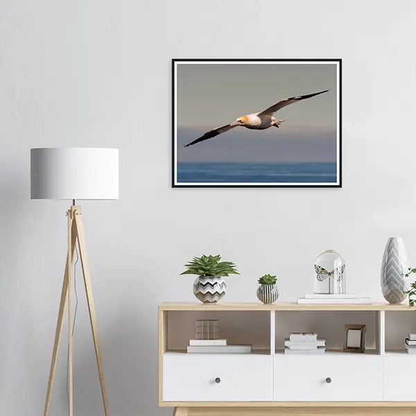 Northern Gannet in Flight – Iceland 2022