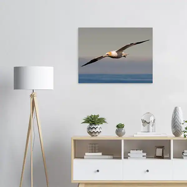 Northern Gannet in Flight – Iceland 2022