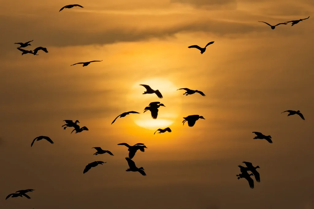 Sunset Migration – Djoudj National Park, Senegal 2026