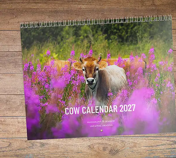 Voorpagina van de fotowandkalender Beautiful Cows 2027 met een koe die staat tussen levendige paarse wilde bloemen.