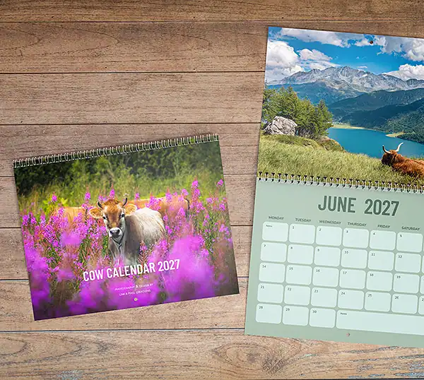 Beautiful Cows 2027 fotowandkalender met de cover en de juni-pagina erbij.